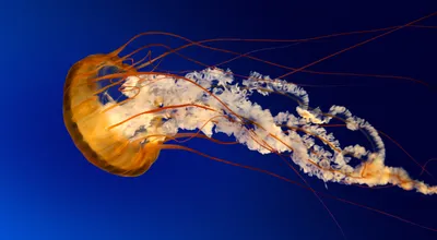 Jellyfish_25994.jpg
